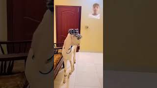 Badoo BADI in goat dog funny pets doglover cute cowhorse hourse [upl. by Berga]