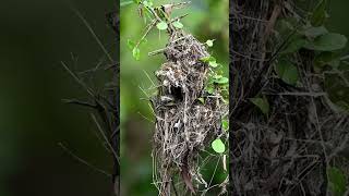 Sunbird making nest [upl. by Chester]