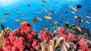 Austrailas Great Barrier Reef [upl. by Shena]