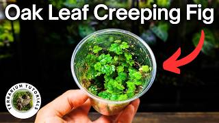 How To Propagate Oak Leaf Creeping Fig Ficus Quercifolia [upl. by Marianna638]