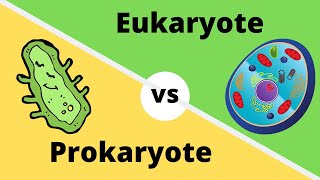 PROKARYOTES VS EUKARYOTES How cells are different [upl. by Rotow]