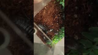 Asian Forest Scorpion care and guide [upl. by Adierf]