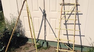 EZ How to Make a Trellis From Old Sunflower Stalks  MIgardener [upl. by Jezreel619]