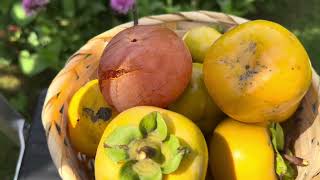 Harvesting Persimmon fruits from garden [upl. by Annid897]