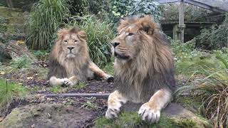 Asiatic Lions Bristol Zoo 4th December 2017 [upl. by Anairam]