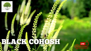 Black Cohosh  A Medicinal Herbaceous Plant  TN Nursery [upl. by Sisak]