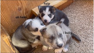 Husky Puppy Throws a Temper Tantrum Barks and CriesHUSKY PUPPIES Being DramaticPuppy Sounds [upl. by Arehsat883]