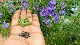 How to collect seeds from Larkspur flower plant [upl. by Dita]