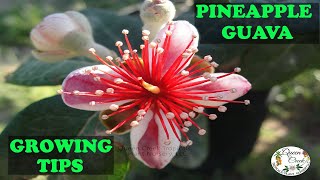 Evergreen Edible Flowers And It Fruits MUST HAVE  Pineapple Guava [upl. by Drofkcor584]