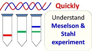 Meselson and Stahl experiment [upl. by Adigun]