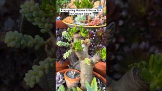 3 Types of Succulents in 1 Plant [upl. by Htebasyle157]