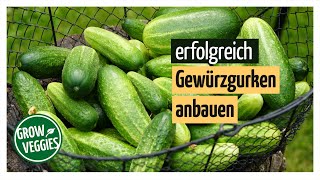 Gurken erfolgreich anbauen  Gemüseanbau im Garten  Gewürzgurken Gartengemüsekiosk [upl. by Peltz]