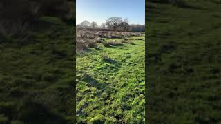 Whippet fun playing chase whippet dogs [upl. by Leonardi355]