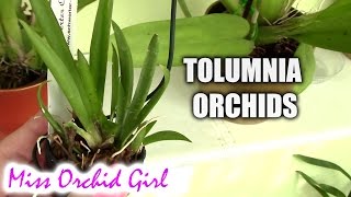 Tolumnia orchids  basic care tips [upl. by Katrine978]