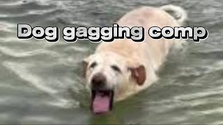 Dog gagging compilation [upl. by Ynnatirb]