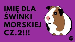 Imię Dla Świnki Morskiej cz 2  37 MEGA IMION  Imionowo [upl. by Ynnaej]