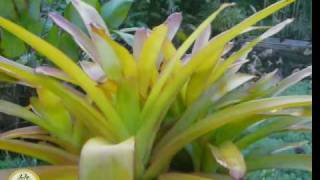 Bromeliad Aechmea Blanchetiana Rubra [upl. by Schreib484]