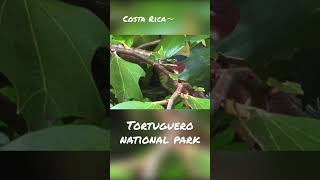 Tortuguero National Park Costa Rica wild animals [upl. by Norm]