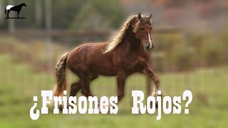 Los Raros Frisones Colorados 🐴Del Cerro Soy [upl. by Els]