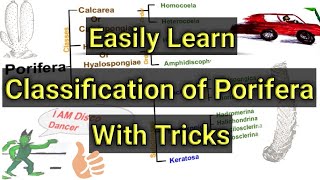 Tricks to remember complete classification of Phylum Porifera for Bsc Ist year students hindi [upl. by Anatollo56]