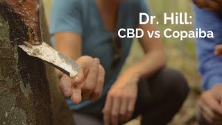 Ep248 Dr Hill on CBD vs Copaiba [upl. by Yasmine]