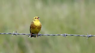 Yellowhammer [upl. by Aniret]