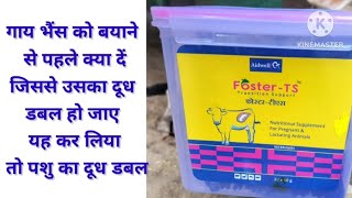 गाय भैंस को बयाने से पहले क्या दें जिससे उसका दूध डबल हो जाए यह कर लिया तो पशु का दूध डबल [upl. by Adlih]