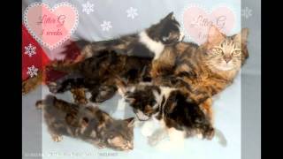 Kurilian Bobtail Cattery Engelhardt  Litter G [upl. by Enyr]