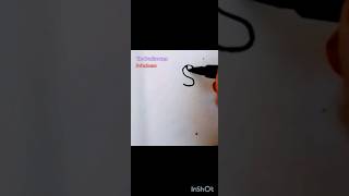 How to draw seahorse from SStep by step seahorse 🌊🐴 drawing shortsartviral [upl. by Ayimat]