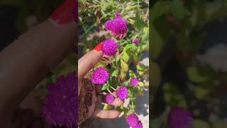 Gomphrena flowers ytshorts flowers garden viralshorts grihshobha [upl. by Monsour347]