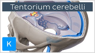 Tentorium cerebelli  Anatomy Location Function  Human Anatomy  Kenhub [upl. by Aimo]