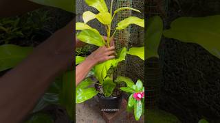 HELPING PHILODENDRON PLANT🙂🙂  GARDEN trending youtubeshorts [upl. by Bilat]