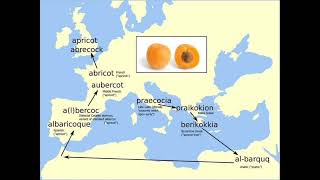 Map showing the origin of the word apricot [upl. by Howarth]