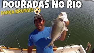 DOURADA XXL NO RIO SADO COM LINGUEIRÃO COM CASCA  GILT HEAD BREAM WITH RIZOR FISH  钓鱼鲷 صيد الدنيس [upl. by Anehc]