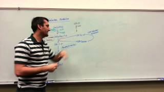 Galactose Metabolism Biochemistry The basics [upl. by Tamarra]