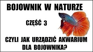 Bojownik Wspaniały  cz3  Bojownik w naturze czyli jak urządzić akwarium dla Bojownika [upl. by Brag842]