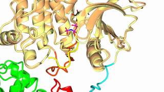 Focal Adhesion Kinase FAK [upl. by Holbrook]