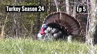 Spring Turkey Hunting 2024 Episode 5 Angie’s first Gobbler turkeyhunting springturkeyhunting [upl. by Diahann]