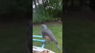 Tufted Titmouse July 7 2024 [upl. by Enelec591]