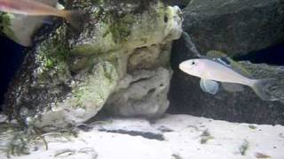 xenotilapia papilio sunflower mpimbwe TANGANIKA [upl. by Htnnek678]