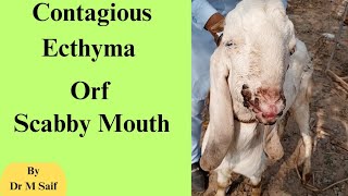 Contagious ecthyma Orf Scabby mouth Sore mouth  Contagious pustular dermatitis in sheep and goat [upl. by Attelrahc52]