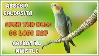 ASSOBIO CALOPSITA  QUEM TEM MEDO DO LOBO MAU  COCKATIEL WHISTLE [upl. by Cirala383]