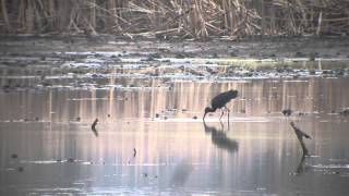 Ibis kasztanowaty Plegadis falcinellus [upl. by Alicul]