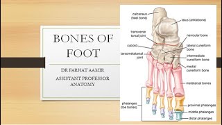 Bones of Foot Anatomy [upl. by Atiuqehs]