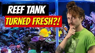 WE TURNED A REEF TANKFRESH [upl. by Derriey556]