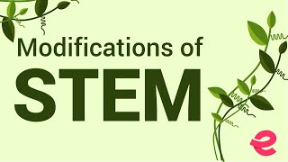 What Are the Modifications of the Stem  Biology  Extraclasscom [upl. by Azar]