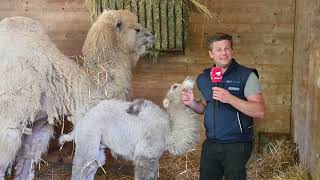 Besuch beim KamelNachwuchs im Kinderzoo [upl. by Ewens]