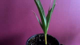 Growing Palm Trees from seeds Sowing Windmill Plam tree seeds Trachycarpus fortunei [upl. by Templa]