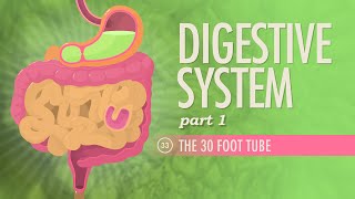 Digestive System Part 1 Crash Course Anatomy amp Physiology 33 [upl. by Lindi]