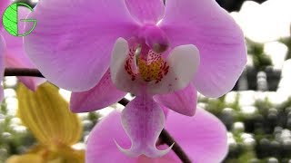 Phalaenopsis schilleriana • Orchid collection update for 10 March 2019 [upl. by Tima839]